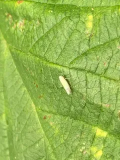 Bramble Leafhopper thumbnail 4