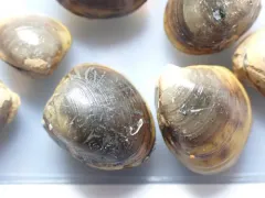 Atlantic Nut Clam thumbnail 1