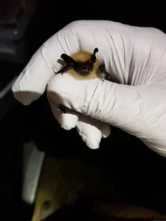 Western Small-footed Myotis thumbnail 4