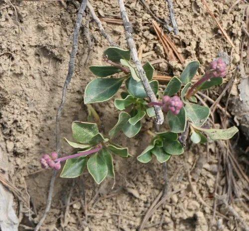 Toothed Wintergreen