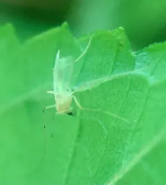 Microtendipes caducus thumbnail 3
