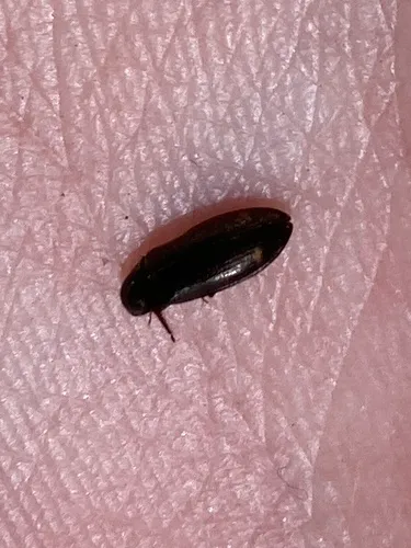Eanus granicollis