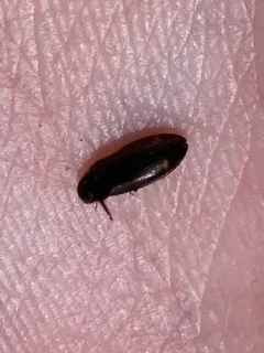 Eanus granicollis thumbnail 1