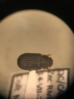 Conk-loving Darkling Beetle thumbnail 4