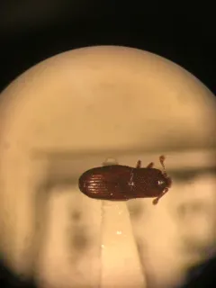 Cerylon unicolor thumbnail 2
