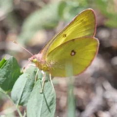 Western Sulphur thumbnail 4