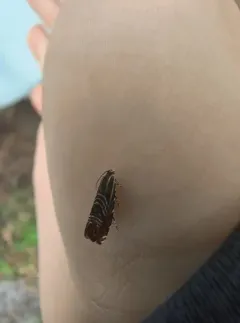 Psychedelic Jones Moth thumbnail 3
