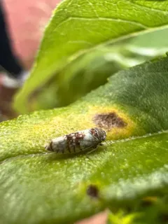 Mesamia nigridorsum thumbnail 1