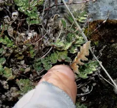 Fee's lip fern thumbnail 4