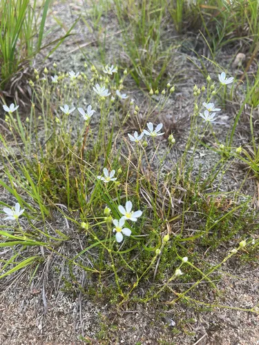 pine-barren sandwort