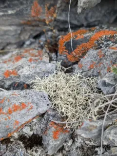 Arctic Oakmoss Lichen thumbnail 3