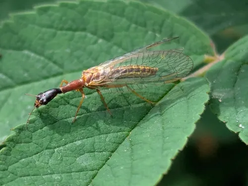 Agulla unicolor
