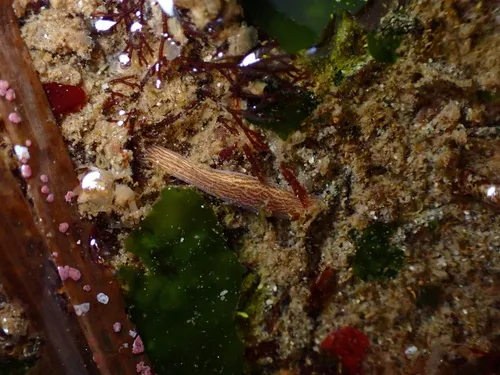 Cerebratulus lineolatus