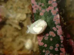 California Diaphana thumbnail 3