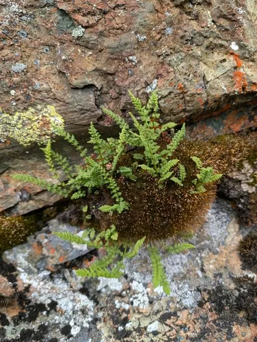 alpine woodsia