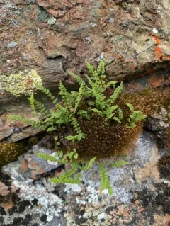 alpine woodsia thumbnail 1