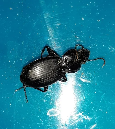 Blue-tinged Harp Ground Beetle