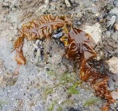 Three-ribbed kelp thumbnail 3