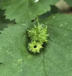 Dasineura crataegibedeguar thumbnail 4
