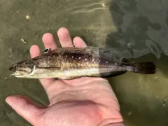Spotted Hake thumbnail 4