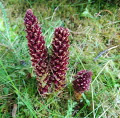 Northern Groundcone thumbnail 4