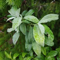 Alaska willow thumbnail 3