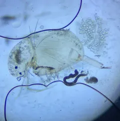 Sickle Waterflea thumbnail 4