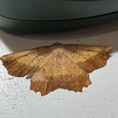muzaria euchlaena moth thumbnail 4
