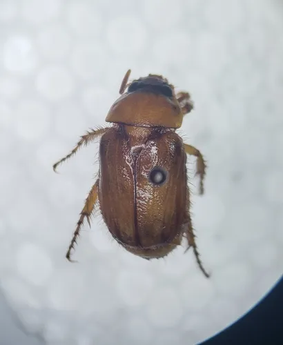 Northern Masked Chafer