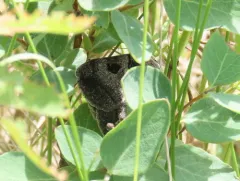 Whitney's Underwing thumbnail 4