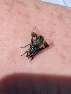 Chrysops dawsoni thumbnail 4