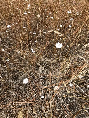 Hayfield Tarweed