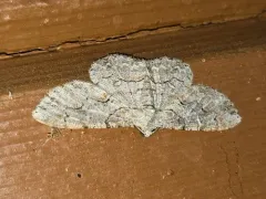 Brown-shaded Gray thumbnail 2