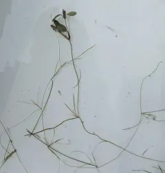 Vasey's Pondweed thumbnail 4