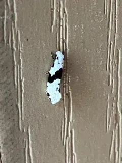 Barred White Clothes Moth thumbnail 3