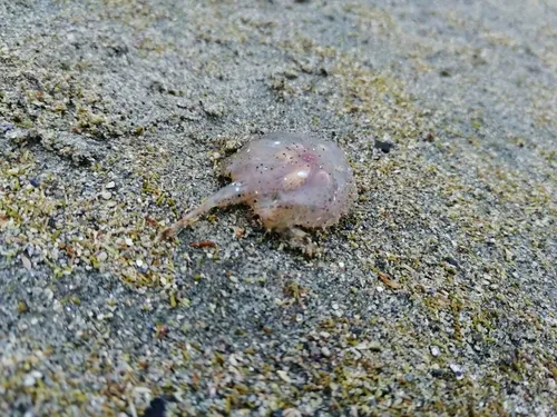 Pancake Batfish