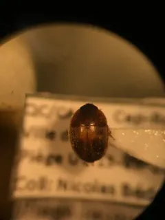 Amphicrossus ciliatus thumbnail 1