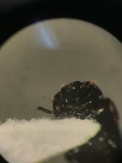 Platysoma leconti thumbnail 4