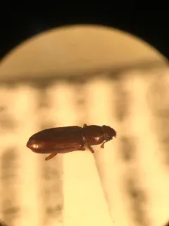 Rhizophagus brunneus thumbnail 2