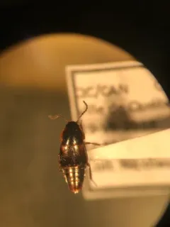 Tachinus fumipennis thumbnail 3
