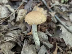 Leccinellum quercophilum thumbnail 3