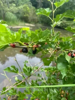 black mulberry thumbnail 4