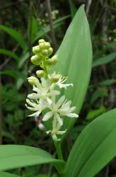 star-flowered lily-of-the-valley thumbnail 1