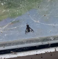 Chrysops delicatulus thumbnail 4