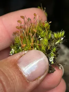 Stiff Apple-moss thumbnail 4