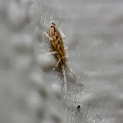 Entomobrya katzi thumbnail 4