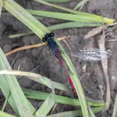 Western Red Damsel thumbnail 4