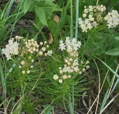 plains milkweed thumbnail 4