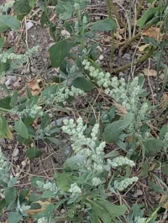 pitseed goosefoot thumbnail 4