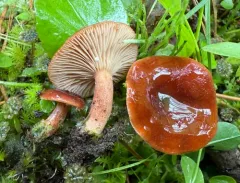 Lactarius badiosanguineus thumbnail 3